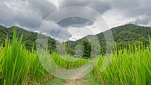 Beautiful view of green rice field., shot photo of agricultural fields, sky and agriculture,Landscape photo, scenery natural