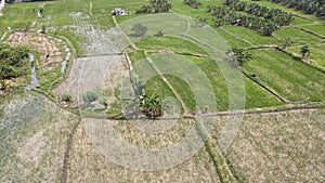 a beautiful view of green rice fields in surabaya seen from a high angle