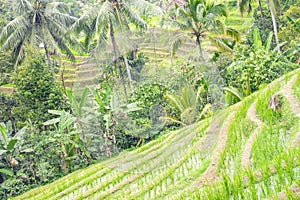 Beautiful view of green rice terraces. agronomic indonesian natural background