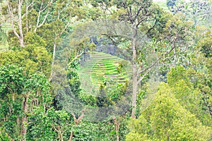 Beautiful view of green rice terraces. agronomic indonesian natural background. rice fields surrounded by jungle photo