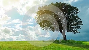 Beautiful view of green tree growing in field under cloudy sky, weather forecast