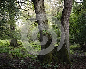 Beautiful view of green trees in Epping Forest, Essex, United Kingdom