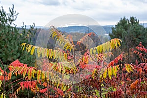 Beautiful view of green and yellow trees in Dog Mountain, St. Johnsbury, foliage, autumn