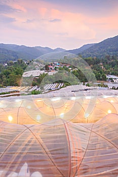 Beautiful view of greenhouse in tropical forest at twilight. Flower plants growing inside greenhouse. Organic greenhouse. Chiang