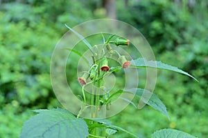 Beautiful view of a Groundsel weed variety's orange flowers and flower buds