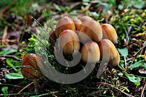 Beautiful view of a group of mushrooms in the middle of the moss covered forest