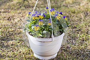 Beautiful view of hanging basket on spring grass with yellow purple pansies.