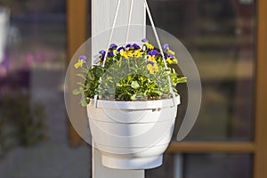 Beautiful view of hanging basket on white pillar with yellow purple pansies.