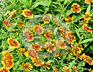 Beautiful view of a Helenium autumnale Salud Embers Sneezeweed in the garden photo