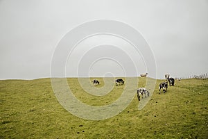 Beautiful view of a herd of cows eating grass on a green hill against a gloomy sky