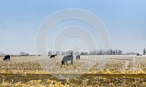 Beautiful view of herd of cows grazing on green meadow under blue sky