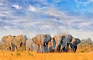 Beautiful view of a herd of elephants walking on the yellow plains with a lovely blue wispy sky