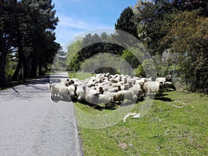 Beautiful view of a herd of grazing sheep