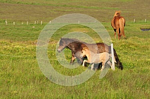 Beautiful view of a herd of horses in a big field in Iceland