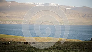 Beautiful view of the herd of horses grazing on the field, eating the grass. Wild Icelandic horses on the nature.