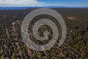 Beautiful view of the high altitude in Apache Sitgreaves National Forest