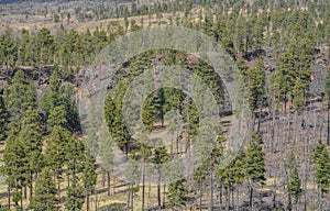 Beautiful view of the high altitude in Apache Sitgreaves National Forest on the White Mountains, Arizona