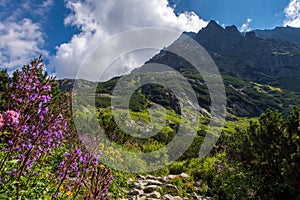 Beautiful view of the High Tatra Mountains with blooming flowers in the valley. Slovakia.