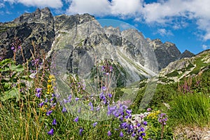 Beautiful view of the High Tatra Mountains with blooming flowers in the valley. Slovakia.