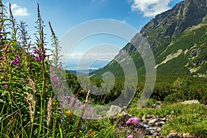 Krásny výhľad na Vysoké Tatry s rozkvitnutými kvetmi v doline. Slovensko.