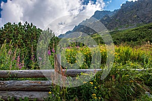 Beautiful view of the High Tatra Mountains with blooming flowers in the valley. Slovakia.