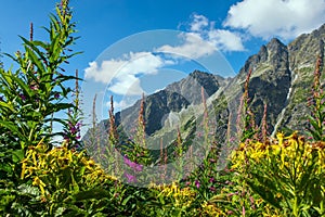 Beautiful view of the High Tatra Mountains with blooming flowers in the valley. Slovakia.