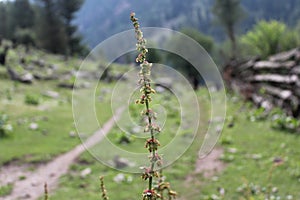 Beautiful view of Himalayan mountains, Kasol, Parvati valley, Himachal Pradesh, India. P