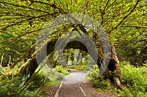 The Beautiful view of hoh Rain Forest
