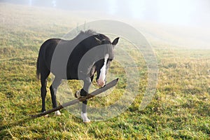 Beautiful view of horse on misty meadow