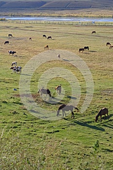 Beautiful view of horses and cows grazing in a green field during sunrise