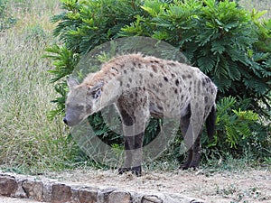 Beautiful view of hyena in Kruger National Park in Zuid Afrika