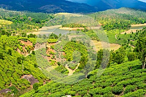 Beautiful view of India with green tea plantations, river, hills