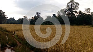 BEAUTIFUL VIEW INDIAN RICE FIELD