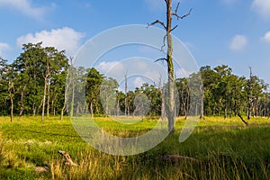 Beautiful view inside of the forest in the Chitwan, Nepal