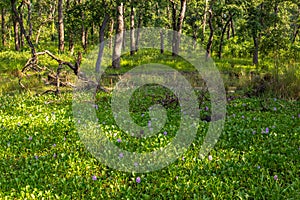 Beautiful view inside of the forest in the Chitwan, Nepal