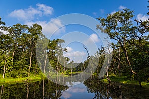 Beautiful view inside of the forest in the Chitwan, Nepal