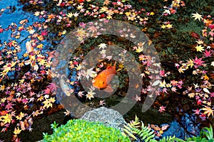 A beautiful view of Japanese Carp fish & colorful maple leaves in a lovely Koi pond in a garden in Kyoto Japan