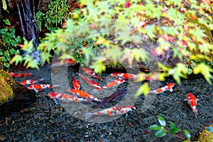 A beautiful view of Japanese Koi Carp fish in a lovely pond & colorful maple leaves in a garden in Kyoto Japan