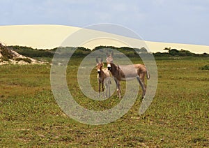 Beautiful view of Jericoacoara in Brazil