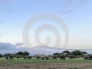 Beautiful view of Kilimanjaro with a herd of elephants in the foreground