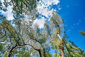 Beautiful view of Kings Park and botanic gardens on a sunny day, Perth