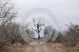 Beautiful view in Kruger National Park Southafrica