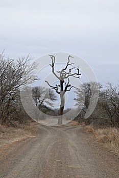 Beautiful view in Kruger National Park Southafrica