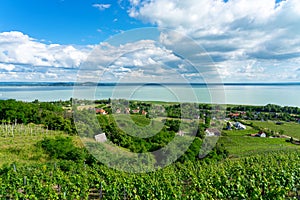 Beautiful view of Lake Balaton with vineyards from the Badacsony hill