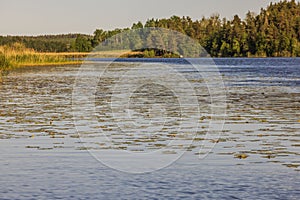 Beautiful view of lake covered with water lilies with stunning forest in background.