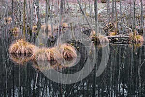Beautiful view of a lake with fluffy Carex secta plants and trees reflected in the water photo