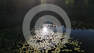 Beautiful view of the lake at sunset and Lily leaves on the water.Braslav lakes