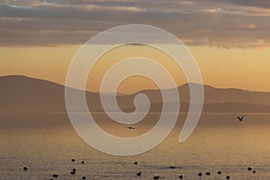 Beautiful view of a lake at sunset, with orange tones and birds flying and on water