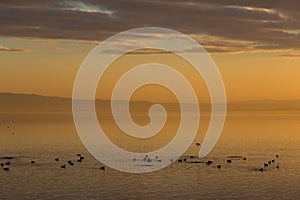 Beautiful view of a lake at sunset, with orange tones and birds flying and on water