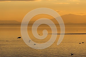 Beautiful view of a lake at sunset, with orange tones and birds flying and on water